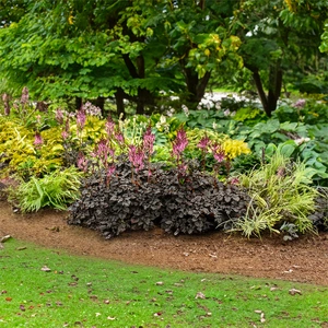 Astilbe 'Dark Side of the Moon ' (4L) - image 1