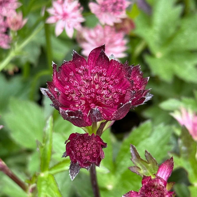 Astrantia major ‘Sparkling Stars Pink’ (Pot Size 3L) - image 1