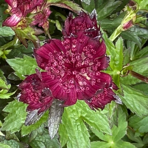 Astrantia major ‘Sparkling Stars Pink’ (Pot Size 3L) - image 2