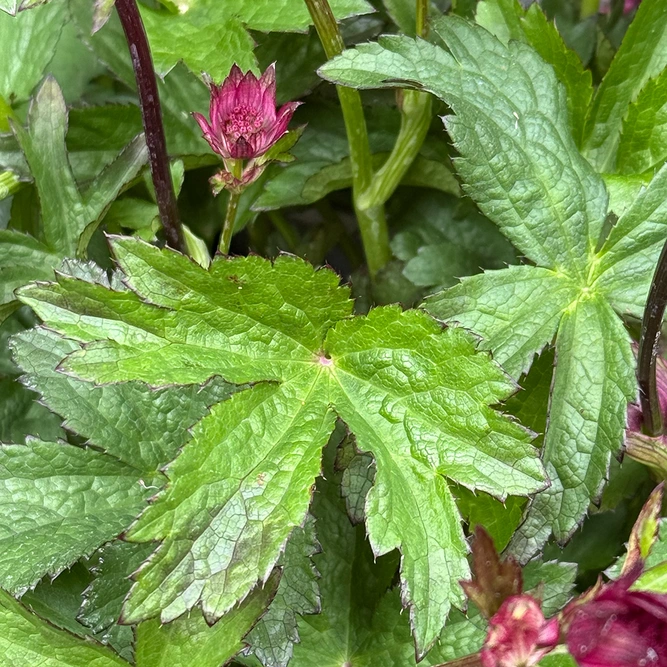 Astrantia major ‘Sparkling Stars Pink’ (Pot Size 3L) - image 3