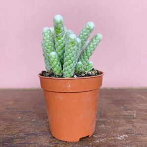 Avonia Papyracea (Pot Size 5.5cm) Gansmis