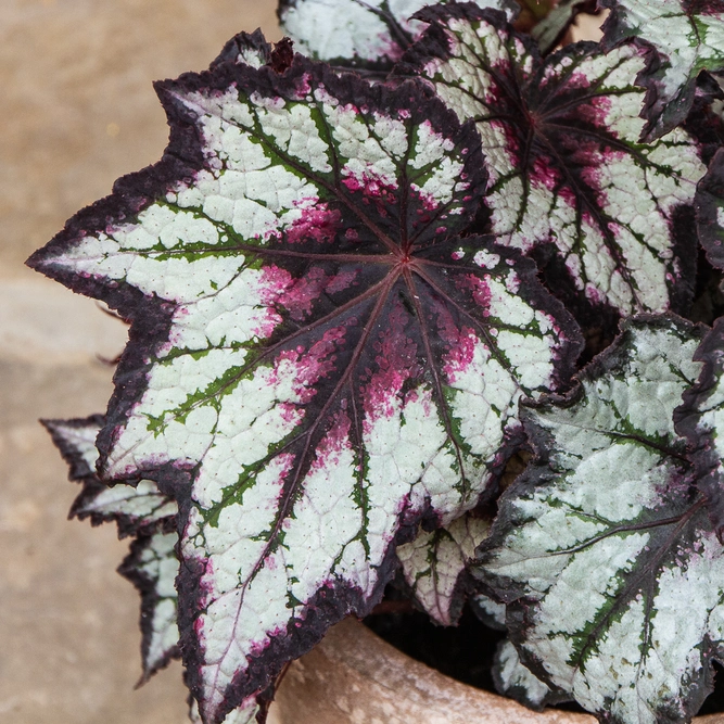 Begonia 'Bewitched Night Owl'