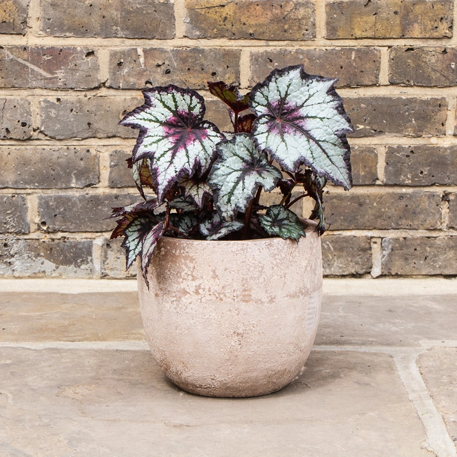 Begonia 'Bewitched Night Owl'