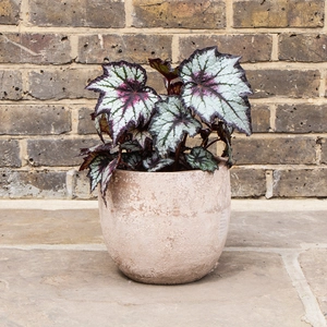 Begonia 'Bewitched Night Owl'