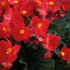 Begonia Dreams Garden 'MacaRouge' (Pot Size 1L) - image 1