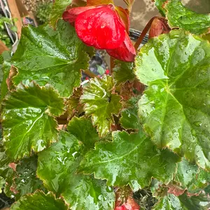Begonia Dreams Garden 'MacaRouge' (Pot Size 1L) - image 2