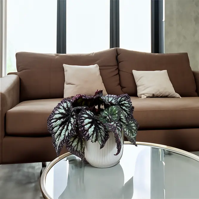 Cliff from Arlington, Virginia, USA, CC BY 2.0 via Wikimedia Commons