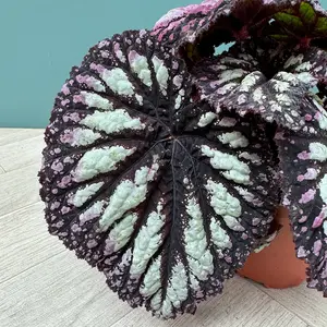 Begonia 'Fireworks' (Pot Size 12cm) - image 3