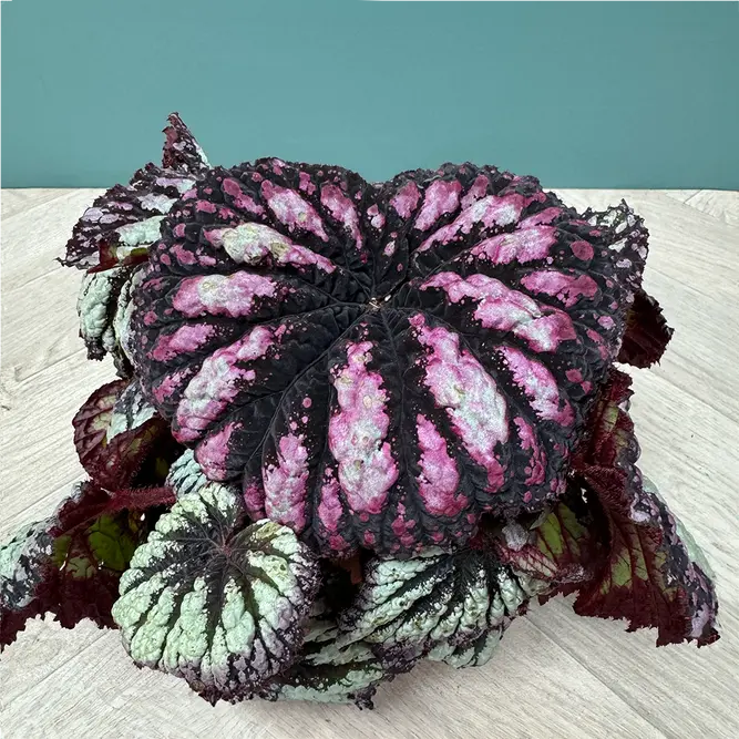 Begonia 'Fireworks' (Pot Size 12cm) - image 6