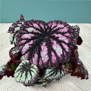 Begonia 'Fireworks' (Pot Size 12cm) - image 6
