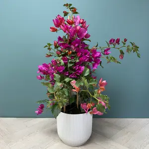 Bougainvillea sanderiana 'Pyramid' (Pot Size 17cm)