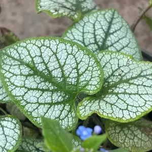 Brunnera macrophylla 'Jack Frost' (Pot Size 2L) - Siberian Bugloss - image 5