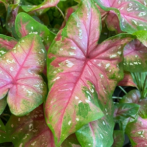 Caladium bicolor 'Red Flash' (Pot Size 12cm) - image 1