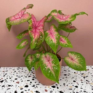 Caladium bicolor 'Red Flash' (Pot Size 12cm) - image 2