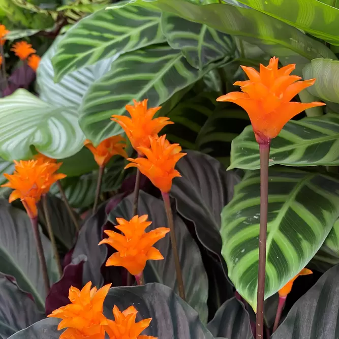 Calathea crocata (Pot Size 14cm) Eternal flame - image 3