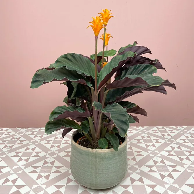 Calathea crocata (Pot Size 14cm) Eternal flame - image 1