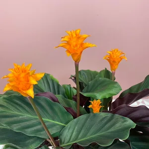 Calathea crocata (Pot Size 14cm) Eternal flame - image 2