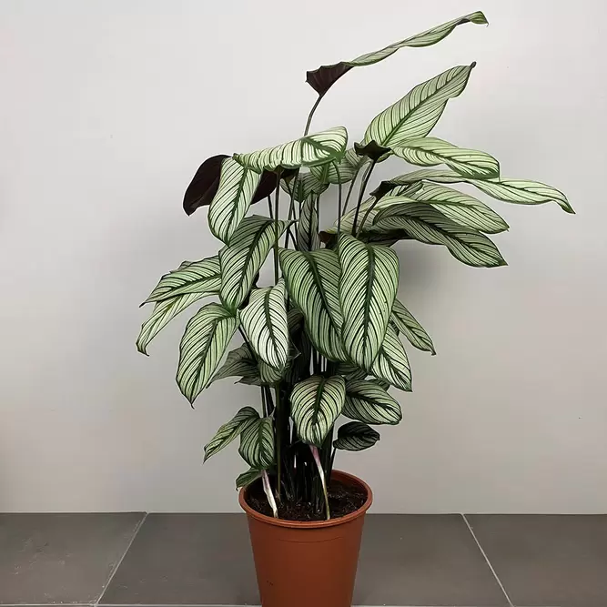Calathea majestica 'White Star' (Pot Size 19cm)  Goeppertia majestica - image 1