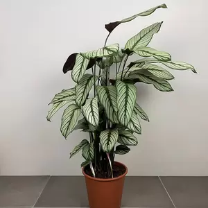 Calathea majestica 'White Star' (Pot Size 19cm)  Goeppertia majestica - image 1