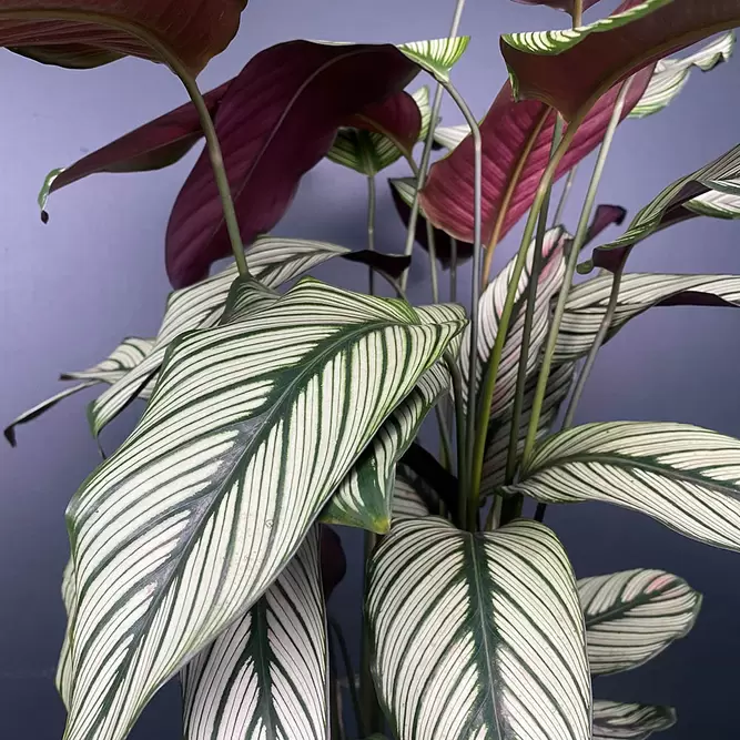 Calathea majestica 'White Star' (Pot Size 19cm)  Goeppertia majestica - image 2