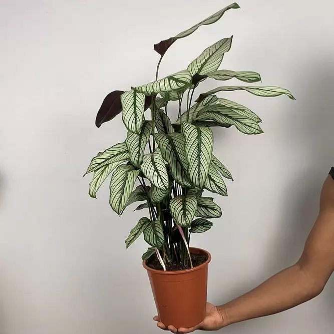 Calathea majestica 'White Star' (Pot Size 19cm)  Goeppertia majestica - image 3