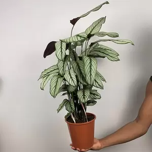 Calathea majestica 'White Star' (Pot Size 19cm)  Goeppertia majestica - image 3