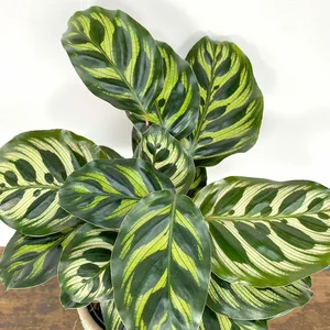 Calathea makoyana (Pot Size 14cm) - Peacock Plant