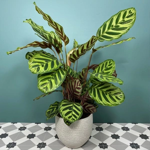 Calathea makoyana (Pot Size 17cm) Peacock Plant