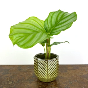 Calathea orbifolia (Pot Size 7cm) Orbifolia prayer plant