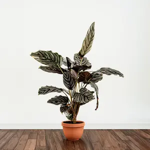 Calathea ornata (Pot Size 24cm) Pin stripe Calathea