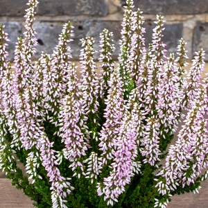 Calluna 'Beauty Ladies' Optional Colours (6 Pack) Vibrant Heather - image 4