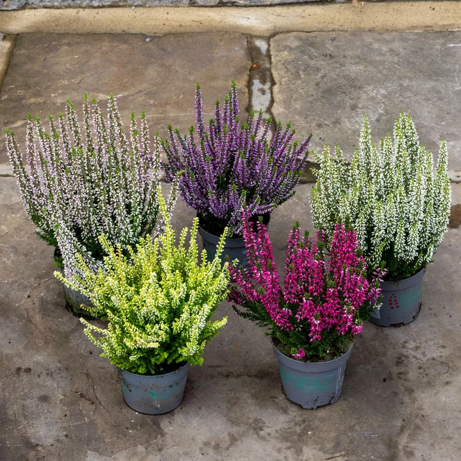 Calluna 'Beauty Ladies' Optional Colours (6 Pack) Vibrant Heather - image 1