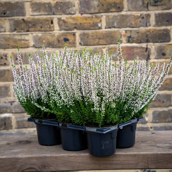 Calluna 'Beauty Ladies' Optional Colours (6 Pack) Vibrant Heather - image 2