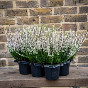 Calluna 'Beauty Ladies' Optional Colours (6 Pack) Vibrant Heather - image 2