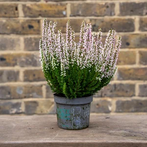 Calluna 'Beauty Ladies' Optional Colours (6 Pack) Vibrant Heather - image 3