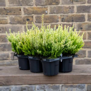 Calluna 'Beauty Ladies' Optional Colours (6 Pack) Vibrant Heather - image 5