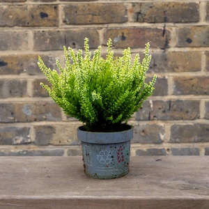 Calluna 'Beauty Ladies' Optional Colours (6 Pack) Vibrant Heather - image 6