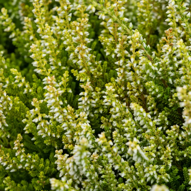 Calluna 'Beauty Ladies' Optional Colours (6 Pack) Vibrant Heather - image 7