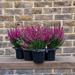 Calluna 'Beauty Ladies' Optional Colours (6 Pack) Vibrant Heather - image 8
