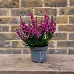 Calluna 'Beauty Ladies' Optional Colours (6 Pack) Vibrant Heather - image 9
