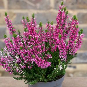 Calluna 'Beauty Ladies' Optional Colours (6 Pack) Vibrant Heather - image 10