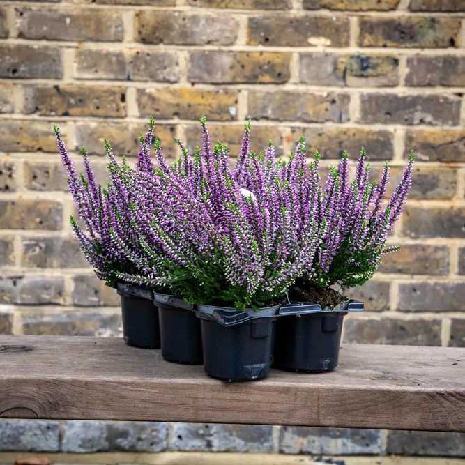 Calluna 'Beauty Ladies' Optional Colours (6 Pack) Vibrant Heather - image 11