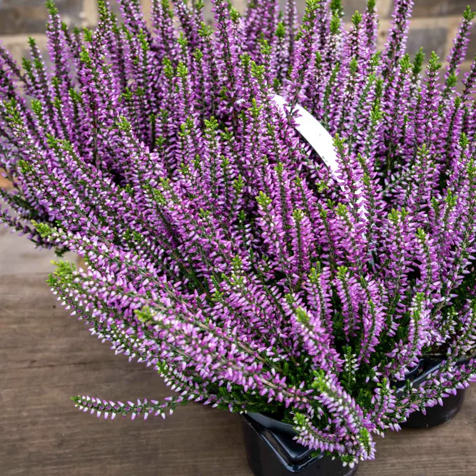 Calluna 'Beauty Ladies' Optional Colours (6 Pack) Vibrant Heather - image 12