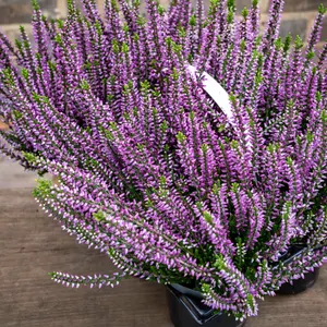 Calluna 'Beauty Ladies' Optional Colours (6 Pack) Vibrant Heather - image 12