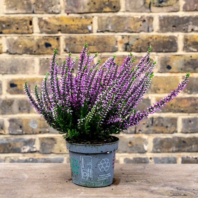 Calluna 'Beauty Ladies' Optional Colours (6 Pack) Vibrant Heather - image 13