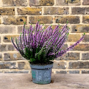 Calluna 'Beauty Ladies' Optional Colours (6 Pack) Vibrant Heather - image 13