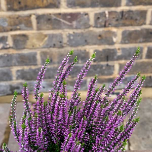 Calluna 'Beauty Ladies' Optional Colours (6 Pack) Vibrant Heather - image 14