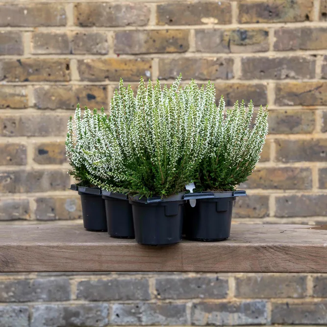 Calluna 'Beauty Ladies' Optional Colours (6 Pack) Vibrant Heather - image 15