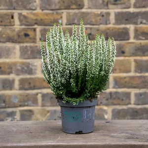 Calluna 'Beauty Ladies' Optional Colours (6 Pack) Vibrant Heather - image 16