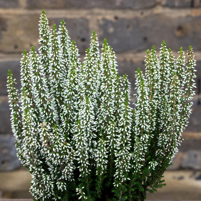 Calluna 'Beauty Ladies' Optional Colours (6 Pack) Vibrant Heather - image 17